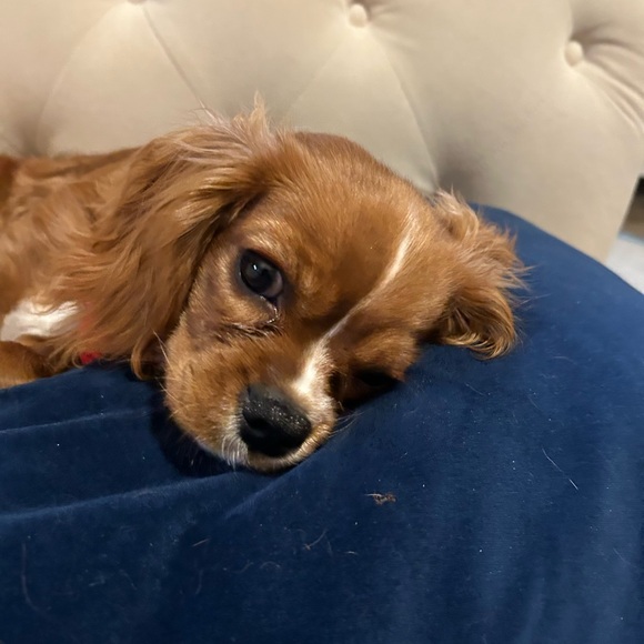 ♥️ Welcome to my Closet ♥️ - Picture 3 of 8